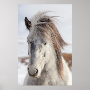 Poster Captura de Cavalo Branco Islandês
