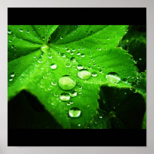 Póster Capture the rain