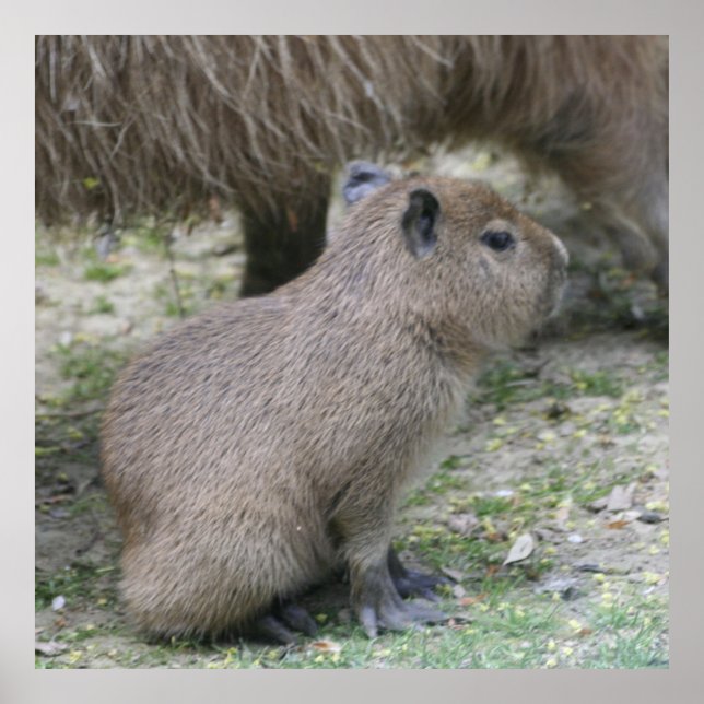 Póster capybara baby (Frente)