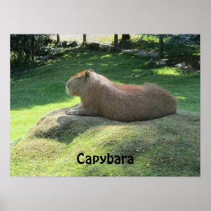Poster Capybara - grande roedor