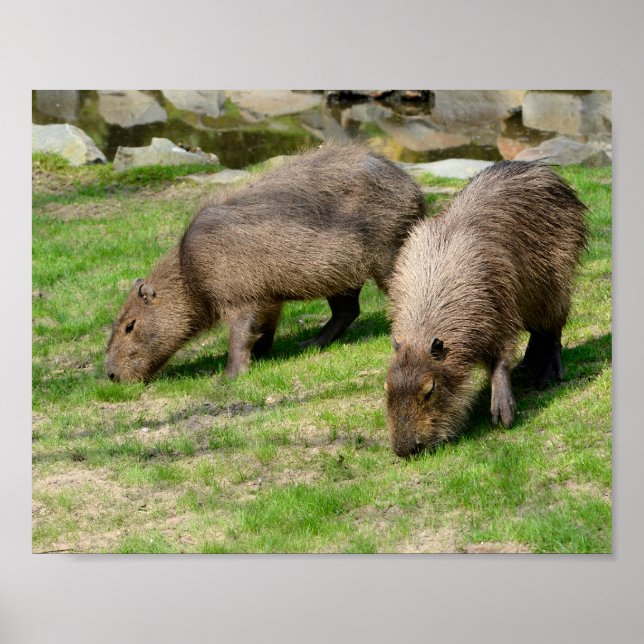 Poster Capybara hidrochaeris (Frente)