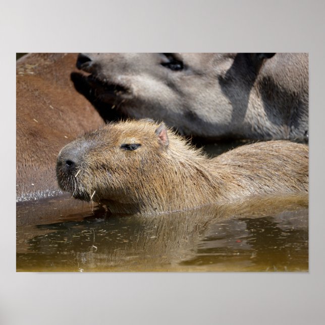 Poster Capybara na água (Frente)