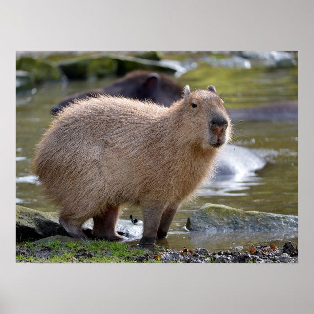 Poster Capybara na beira de uma lagoa (Frente)