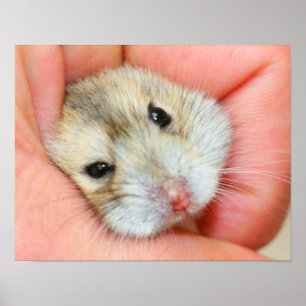 Poster Cara bonito 1 do hamster