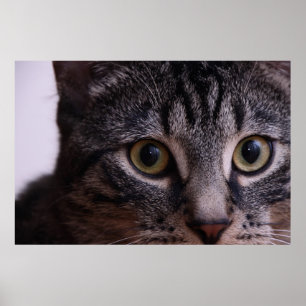 Póster Cara cinzenta 2 do gatinho