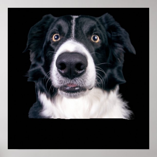 Poster Cara de Cachorro Preto e Branco (Frente)