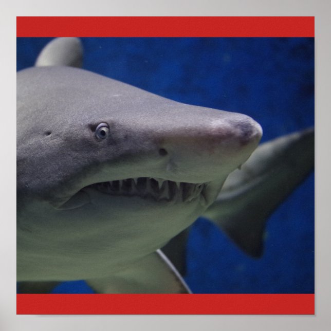 Póster Cara De Peixe-Tubarão Personaliza O Destino (Frente)