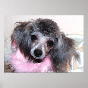 Póster Cara de prata da caniche de brinquedo