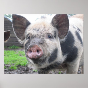 Póster Cara do porco