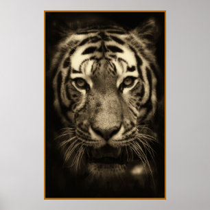Poster Cara do tigre da rosnadura em tons do Sepia