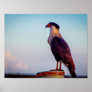 Póster Caracara não olhava para Kissimmee Prairie, Flórid