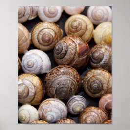 Poster Caracóis