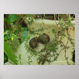 Poster Caracóis em Thyme