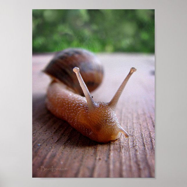Póster Caracol (Frente)