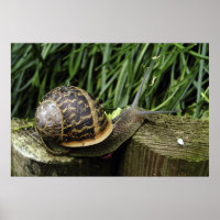 Caracol