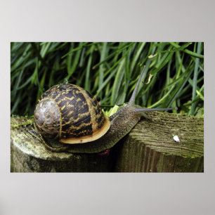 Poster Caracol