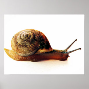 Póster caracol