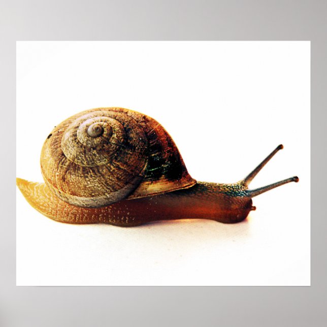 Póster caracol (Frente)
