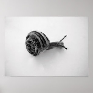 Poster Caracol
