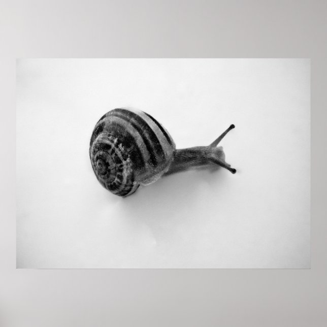 Poster Caracol (Frente)