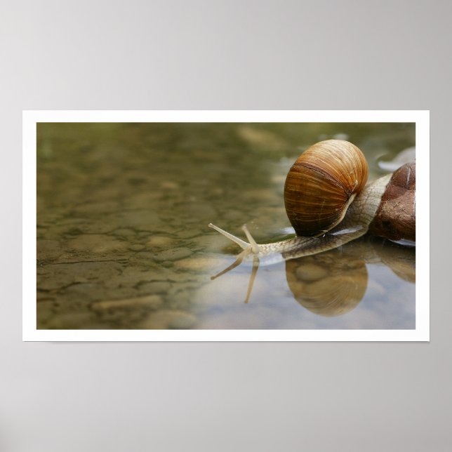 Póster Caracol Bonito Refletido na Água (Frente)