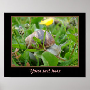 Poster Caracol com flor amarela