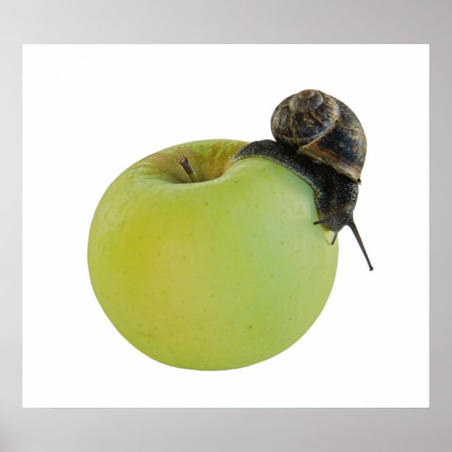 Póster Caracol e maçã (Frente)
