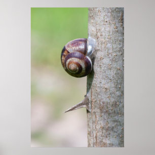 Poster Caracol na árvore