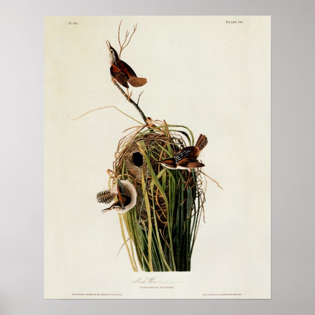 Póster Caramujo-do-pântano de Audubon (Frente)