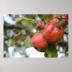 Poster Caranguejo Apple na árvore