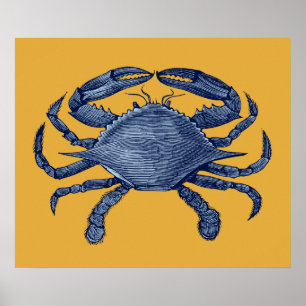 Póster Caranguejo azul