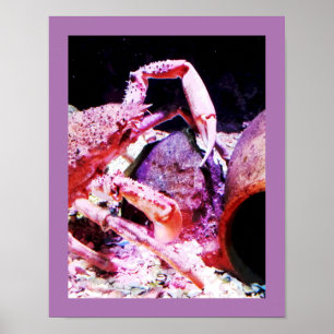 Póster Caranguejo de aranha