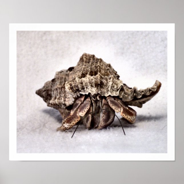 Póster Caranguejo ermitão nº 1 (Frente)