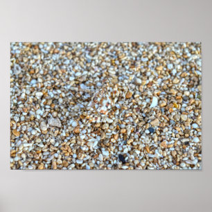 Poster Caranguejo Fantasma Camouflaged em uma praia de Ka