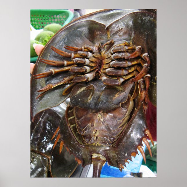 Póster Caranguejo Ferradura ... Comida de Rua Tailandesa  (Frente)