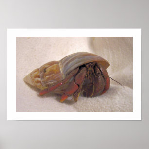Poster Caranguejo Hermit #10