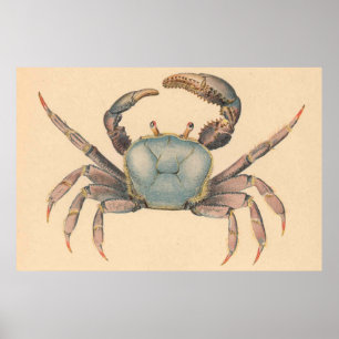 Póster Caranguejo Ilustração dos manguezais do vintage