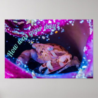 Poster Caranguejo-Nadador (Lissocarcinus laevis Miers, 18