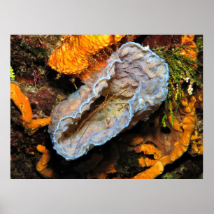 Poster Caranguejo-Seta Enrolando uma Esponja