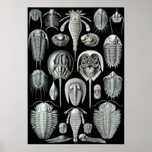 Póster Caranguejos de Ernst Haeckel Aspidonia