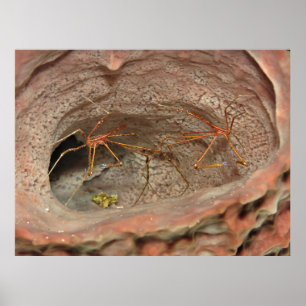Poster Caranguejos de Seta em uma Esponja de Barrel