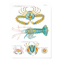 Caranguejos e Camarões em qualquer fundo