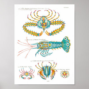 Poster Caranguejos e Camarões em qualquer plano de fundo