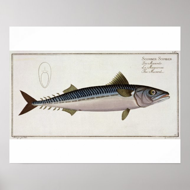 Póster Carapau (Scomber Scomber) Chapa LIV de "Ichthyo (Frente)