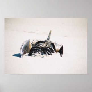 Póster Carbo de ferradura