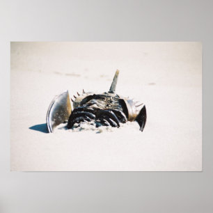 Póster Carburador em ferradura