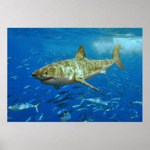 Póster Carcharodon Carcharias - Tubarão-branco-Excelente