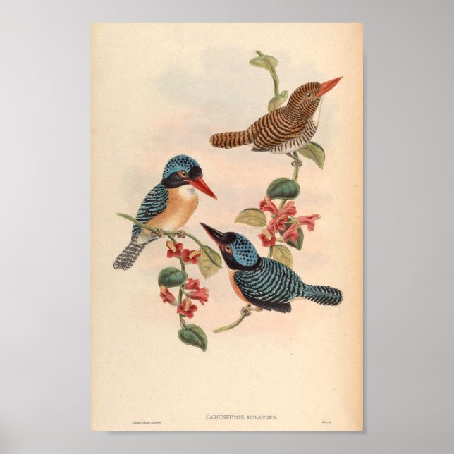Poster Carcineutas Melanops Kingfisher Vintage Bird Asia (Frente)