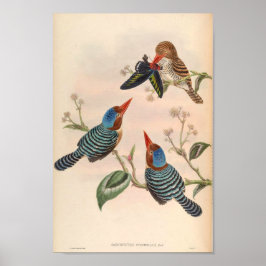 Poster Carcineutes Puchelius Kingfisher Vintage Bird Asia