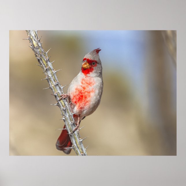 Poster Cardeal do Deserto (Frente)